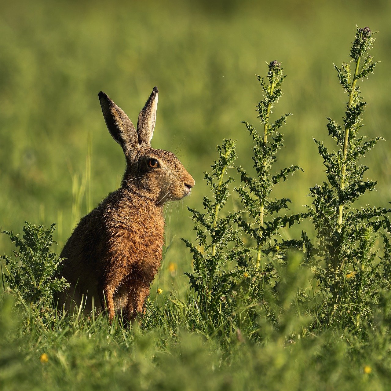 hare, nature, animal, mammal, fauna, ears, species, prairie, quick, biodiversity, landscape, grass, portrait, pasture, whiskers, eye, vision, look-9457418.jpg